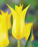 Tulip Lily Flowered - Flashback